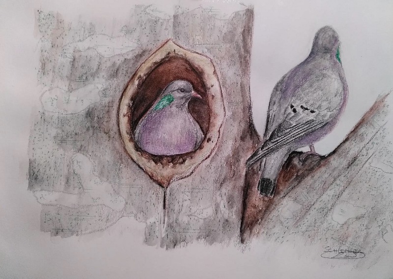 © Pigeon colombin dessin